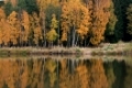 Birken mit Herbstlaub spiegeln sich im Wasser